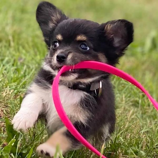 Leinenführigkeit an Führ- und Schleppleine - BASISKURS