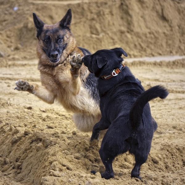 Hund- Hund Kommunikations- Workshop