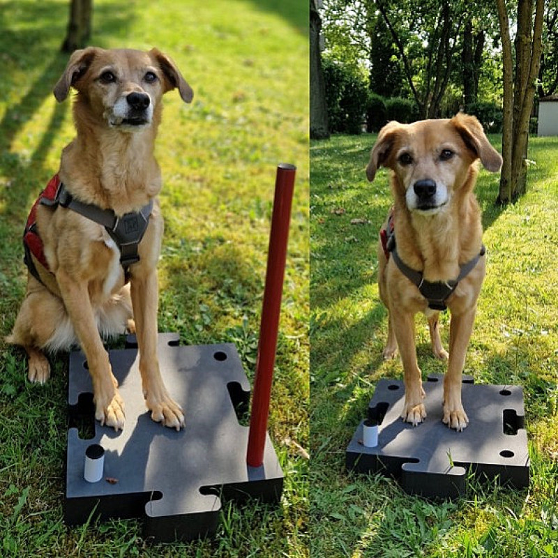 SQR- Dog