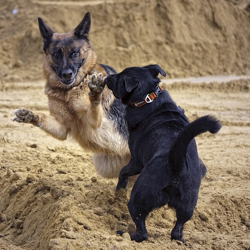 Hund-Hund Kommunikation Teil 2