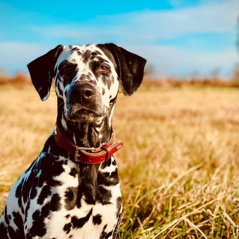 Vorbereitungskurs Hundeführerschein - a