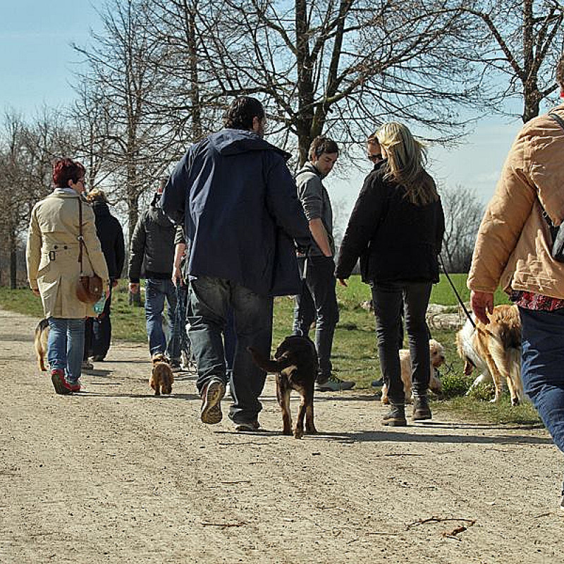Social Walk - Meet and Greet Edition