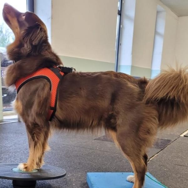 K3DogParkour® - Körper K