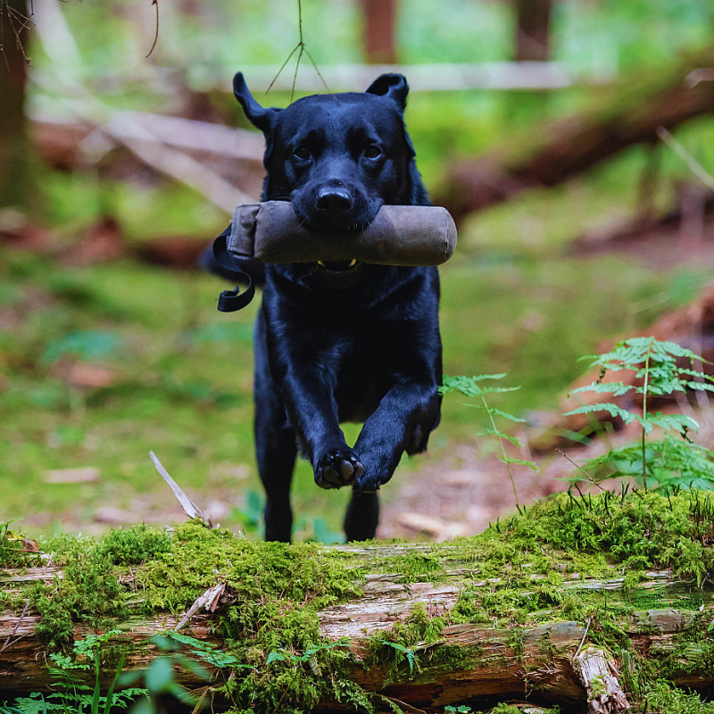 Dummytraining Einsteigerkurs