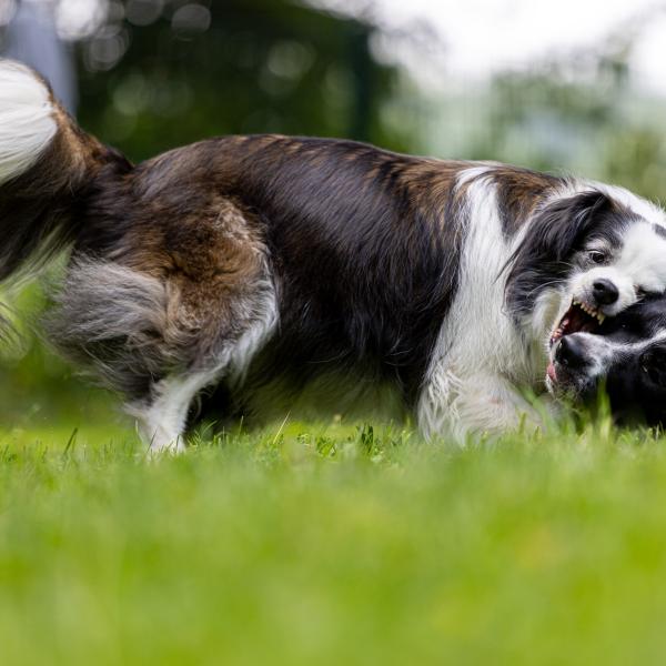 Gespräche unter Hunden