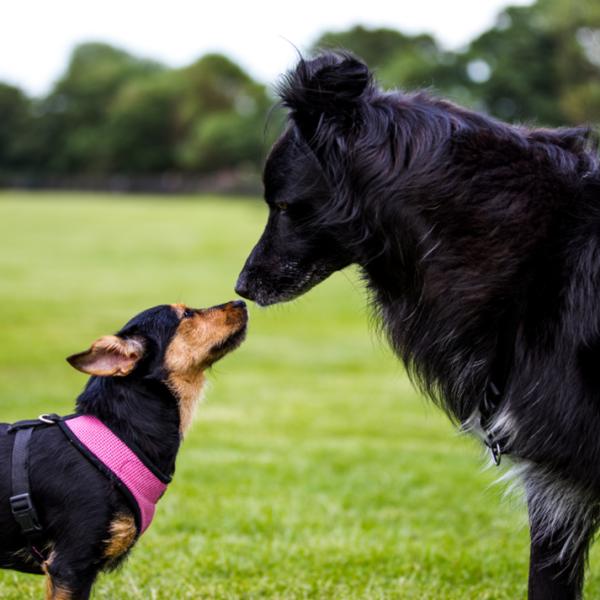 Tiermedizin trifft auf Verhaltensberatung