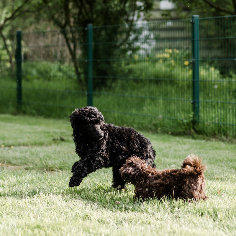 Sozialisierungstreffen Welpen und kleine Hunde