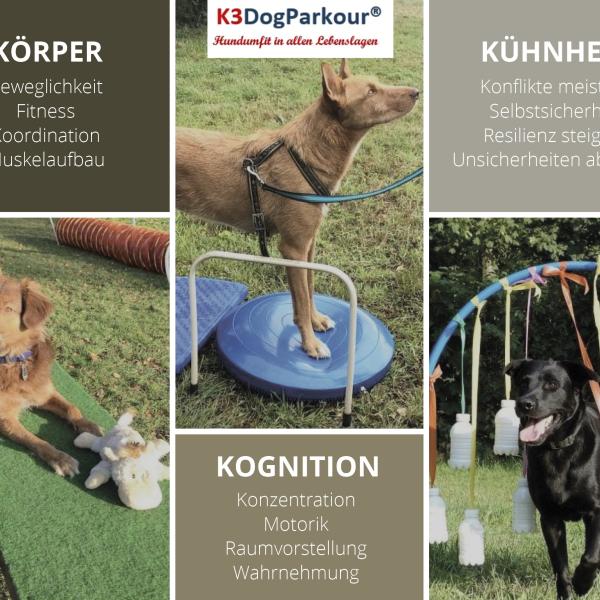K3DogParkour® Schnupperstunde