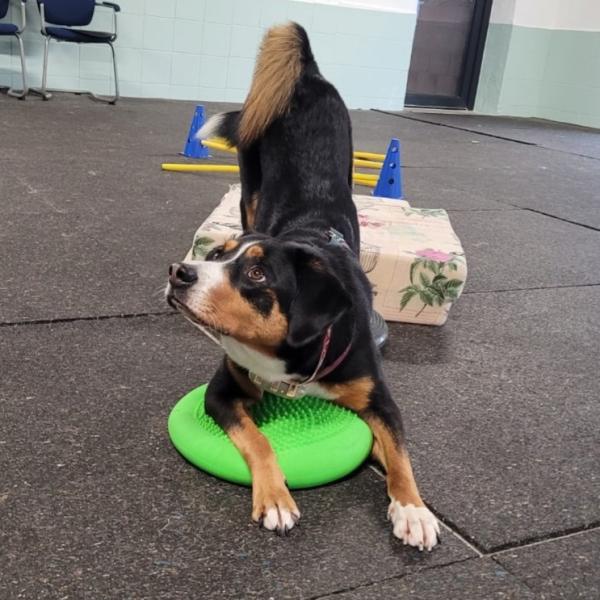 K3DogParkour® - Kognition K