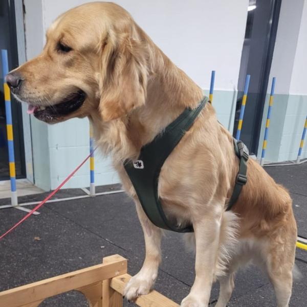 K3DogParkour® - Kühnheit K