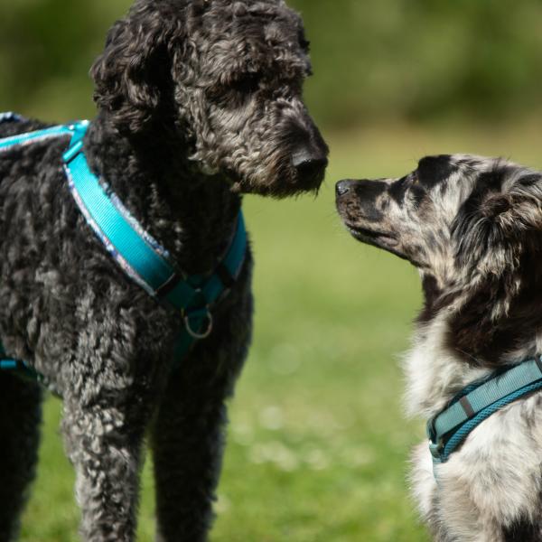 Intensivseminar für eingeschätzte Hunde nach HSS