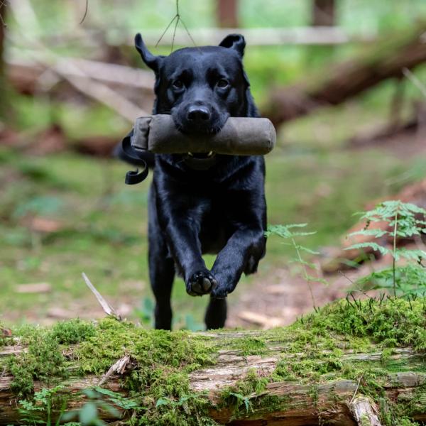 Mini Workshop: Dummy-Arbeit