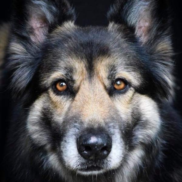 HSS®️ Persönlichkeitsanalyse - Dein Schlüssel zum harmonischen Mensch-Hund-Team!