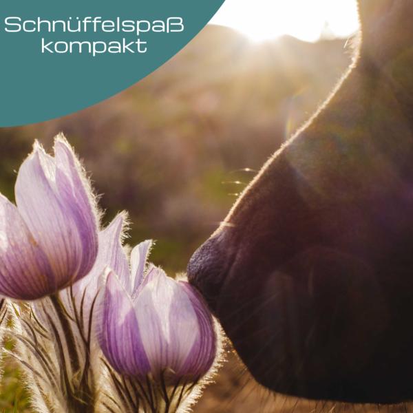 🐾 Schnüffelspaß kompakt