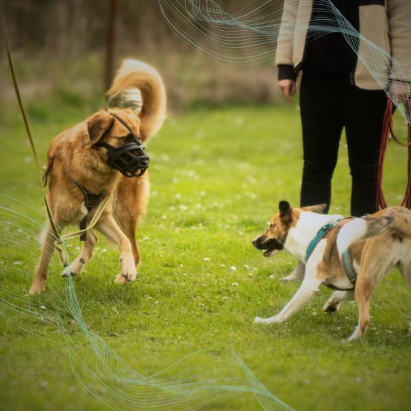 Find Yourself Journey - Entwicklungstage