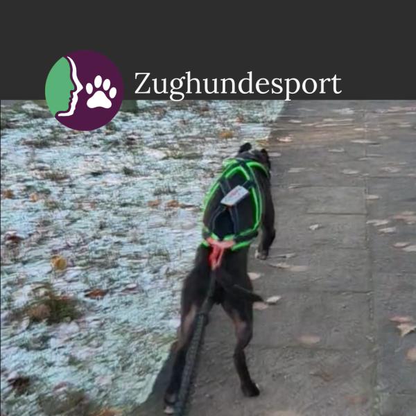 Aktiv mit Hund - Zughundesport