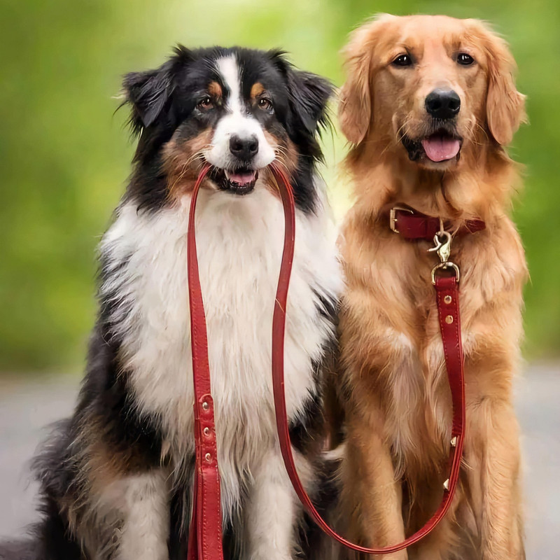 Hundebegegnungen