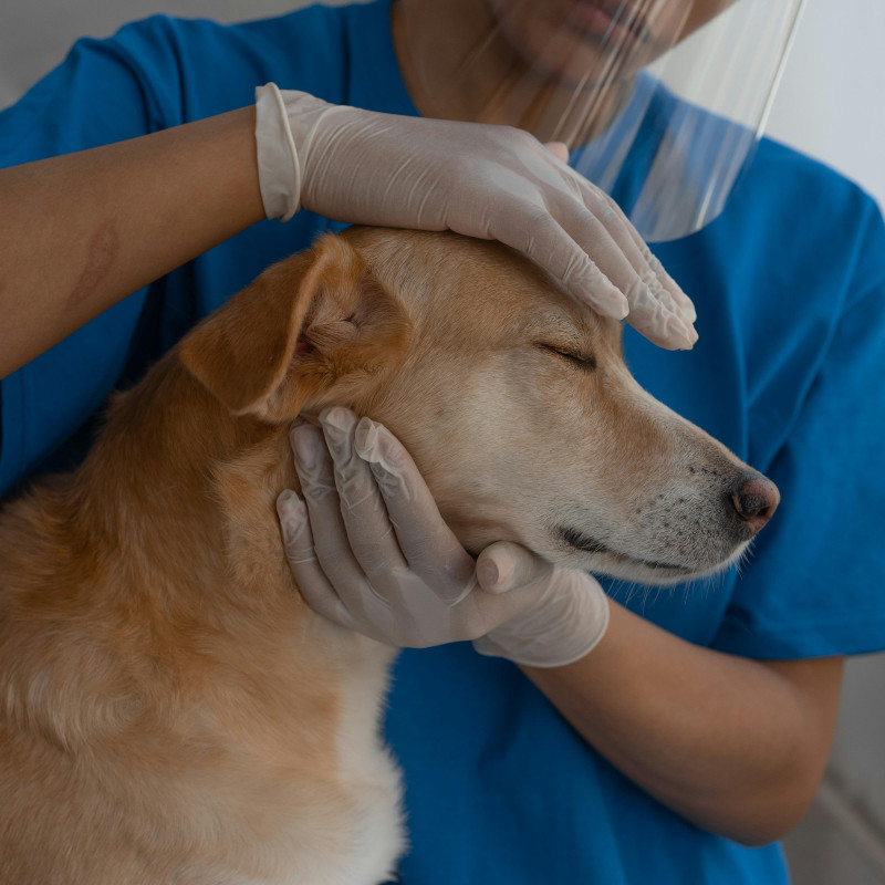 Medical Training