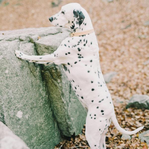 Themengassi Neues wagen