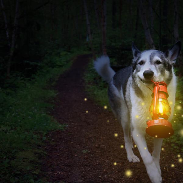 Themengassi Kerzenwalk