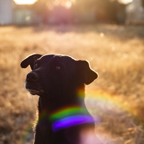Themengassi Regenbogenwalk