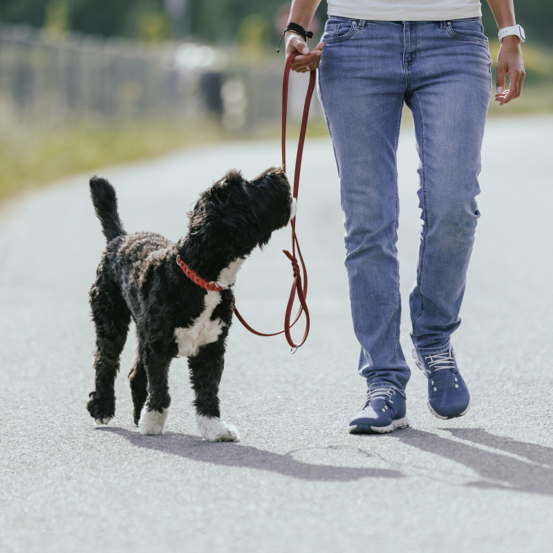 Leinenführigkeit Modul 2