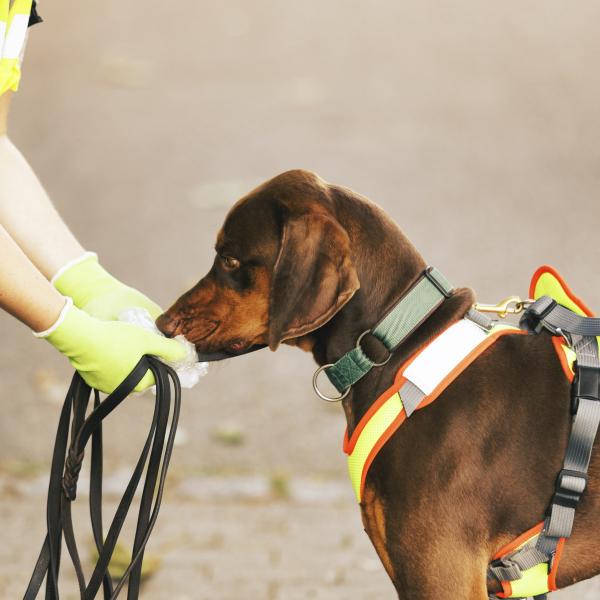 Workshop Mantrailing