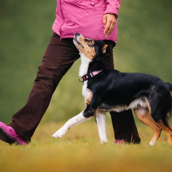 Teamfreude - Begleithundetraining