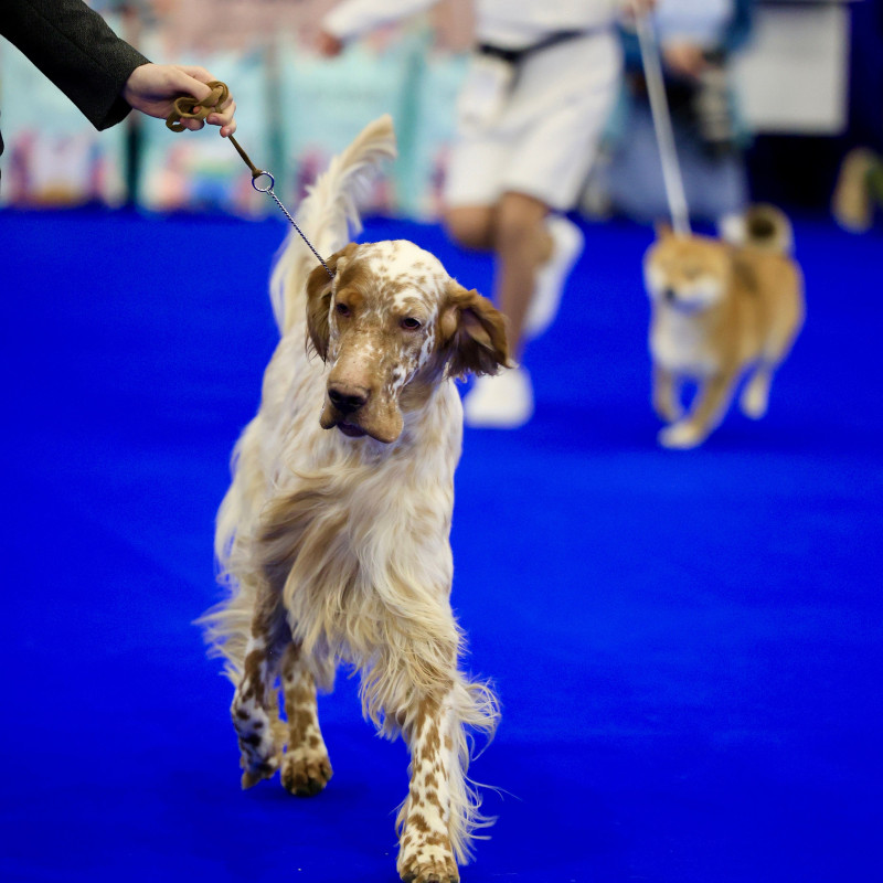 World Dog Show