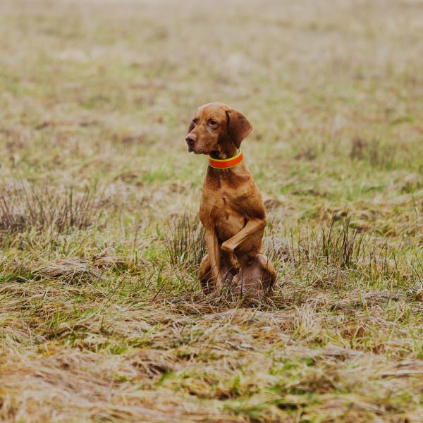 Weg ist er - Antijagdtraining