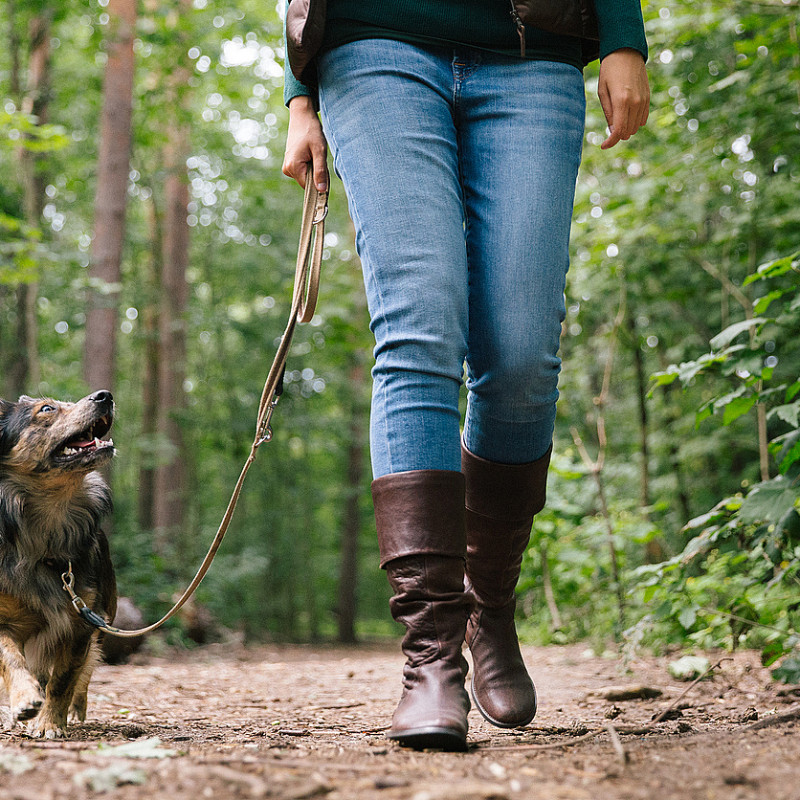 Der tut nix! - Hundebegegnungen richtig anleiten