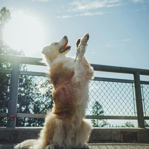 Schauspielhelden - der Trickdog Treff