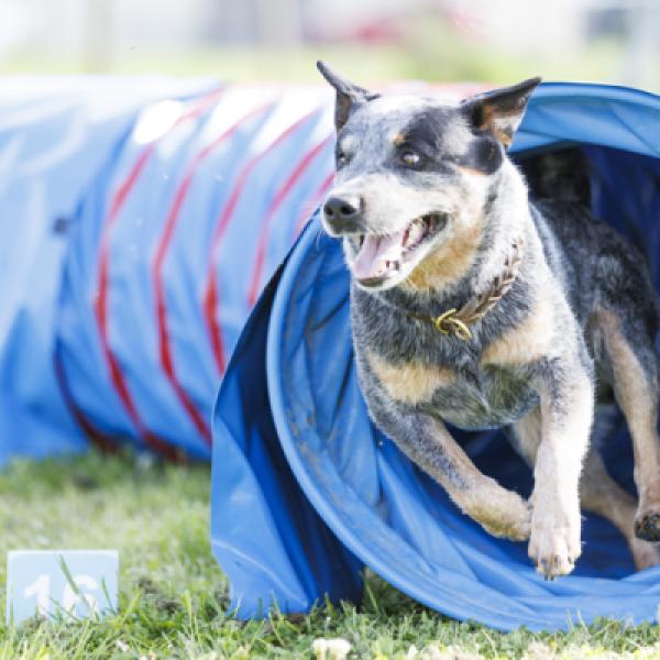 Workshop Agility Anfänger