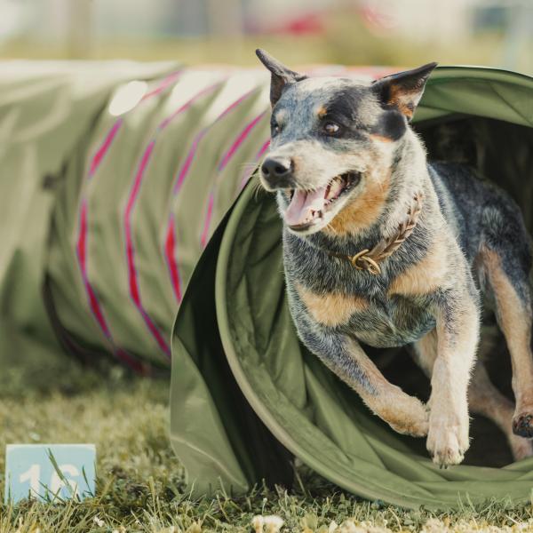 Kurs Agility Anfänger