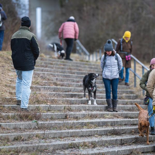 Alltagstraining erwachsene Hunde