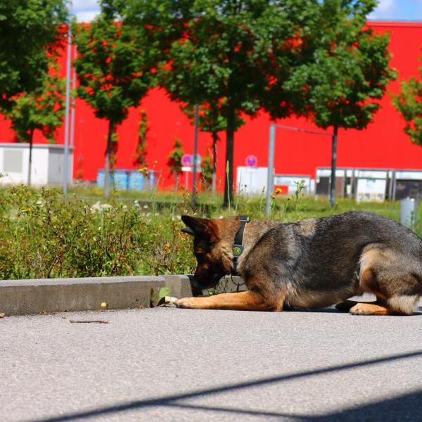 Gegenstands- & Geruchsanzeige Kurs für Fortgeschrittene