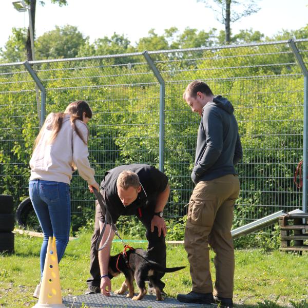 Alltagstraining Junghunde & Einsteiger