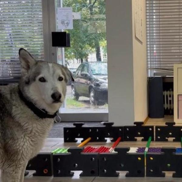 HUni-Spiele: Hunde-Fitness