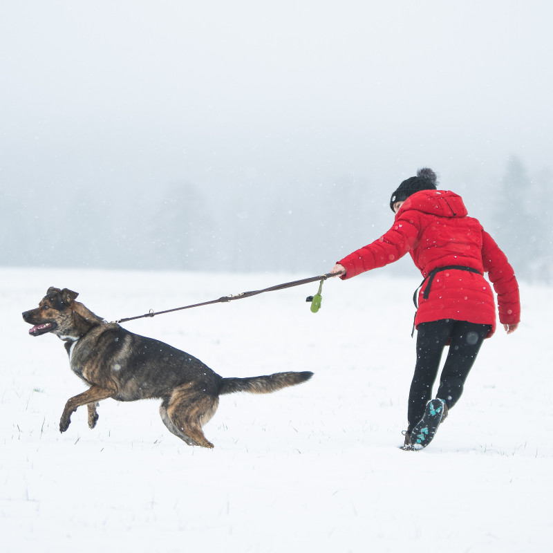 Intensivtraining "Leinenführigkeit" inkl. Einzelstunde