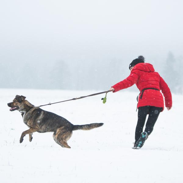 Intensivtraining "Leinenführigkeit" inkl. Einzelstunde