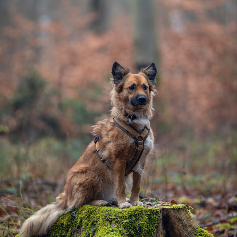 Social Walk Spezial Isarauen: Training & Foto