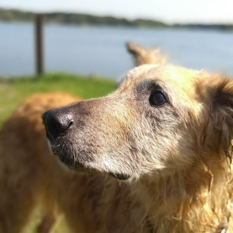 Training für Senioren-Hunde inkl. Seminaraufzeichnung