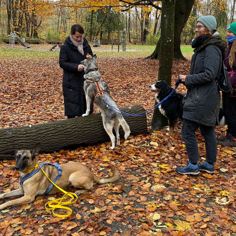 Physiowalk