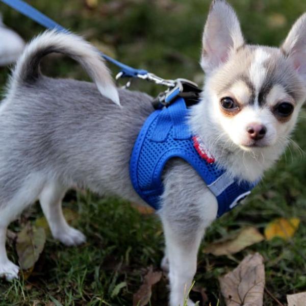 Zwergerlkurs II inkl. halbe Einzelstunde