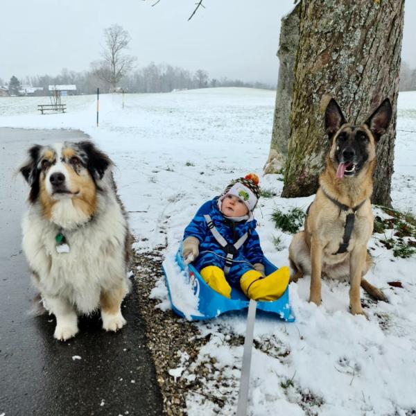 Kind & Hund Kurs inkl. Seminaraufzeichnung