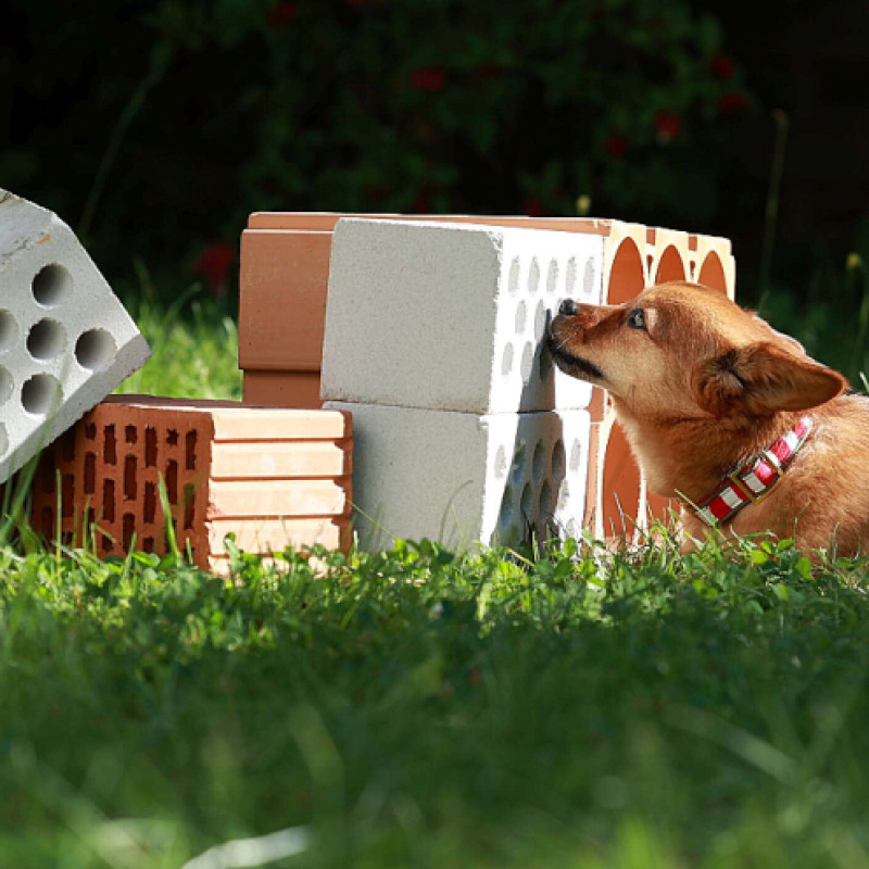 Zielobjektsuche *ZOS* inkl. Onlineaufzeichnung "Beschäftigung für Zwei- und Vierbeiner"