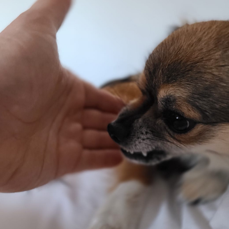 Medical Training Kurs - Gelassen beim Hundefrisör und Tierarzt