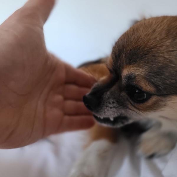 Medical Training Kurs - Gelassen beim Hundefrisör und Tierarzt