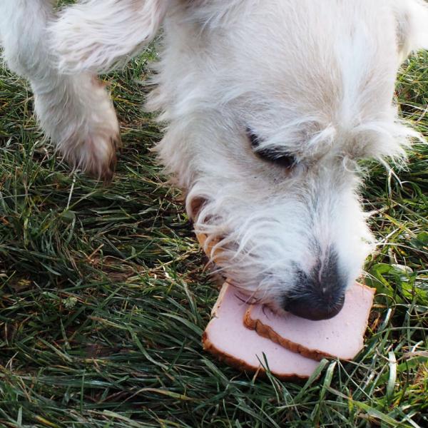 Antigiftköder-Seminar inkl. Einzelstunde