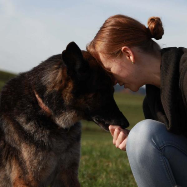 Kostenlose Aufzeichnung: Tierschutzhund